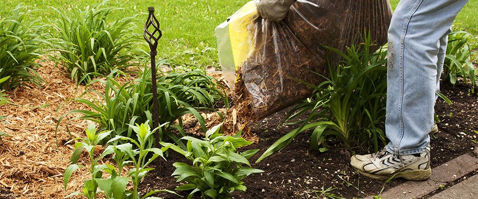 Spreading bag of bark mulch